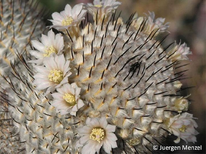 Mammillaria perezdelarosae ssp. andersonii Juergen Menzel